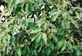 Cinnamomum zeylanicum cannelle - plante exotique soleil 4-5m